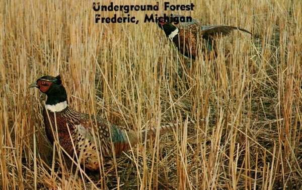Underground Forest - Various Promos (newer photo)